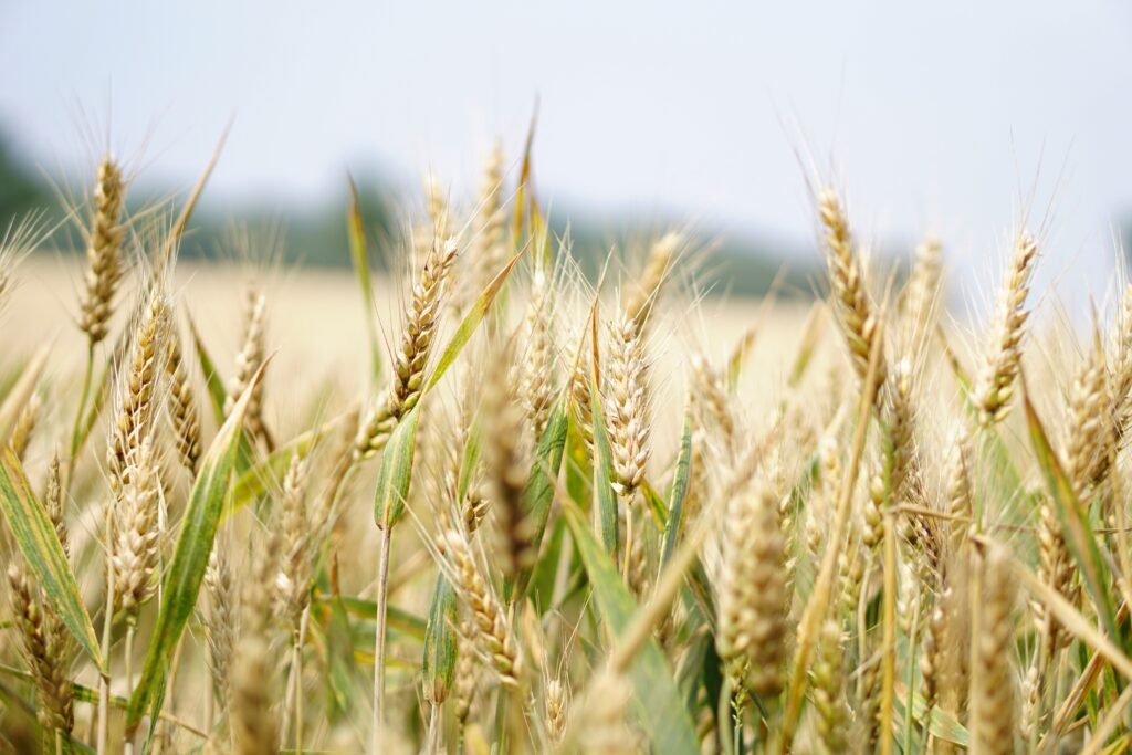 A close-up, shallow depth-of-field shot of golden wheat stalks with visible awns, standing in a vast field under a bright, clear sky.