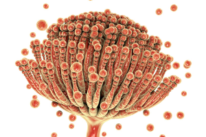 Mold & mycotoxin in cannabis testing.